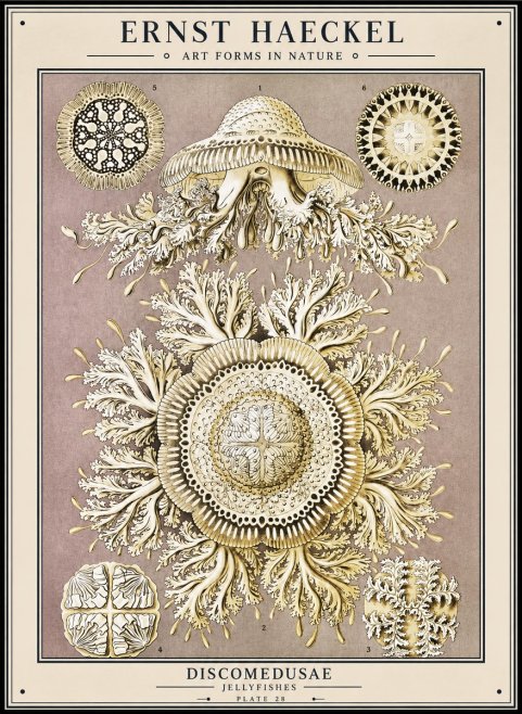 Ernst Haeckel Discomedusae No1 - Affiche