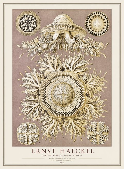 Ernst Haeckel Discomedusae No4 - Affiche