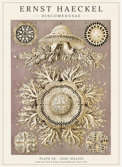 Ernst Haeckel Discomedusae No5 - Affiche