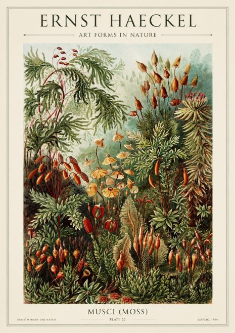 Ernst Haeckel Musci (Moss) No1 - Affiche