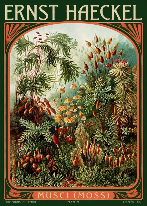 Ernst Haeckel Musci (Moss) No2 - Affiche