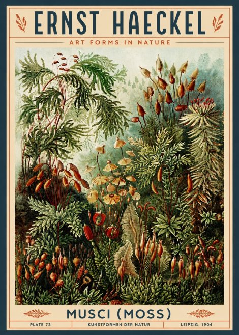 Ernst Haeckel Musci (Moss) No3 - Affiche