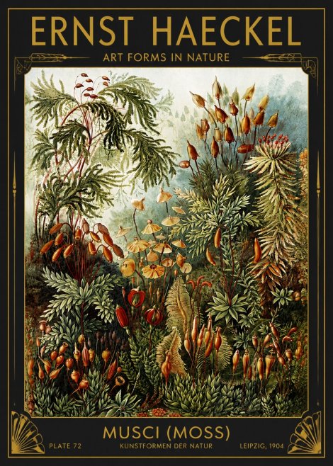 Ernst Haeckel Musci (Moss) No4 - Affiche