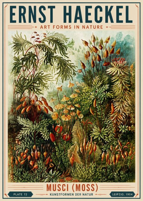 Ernst Haeckel Musci (Moss) No6 - Affiche