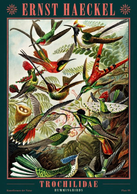 Ernst Haeckel Trochilidae - Hummingbirds No2 - Affiche