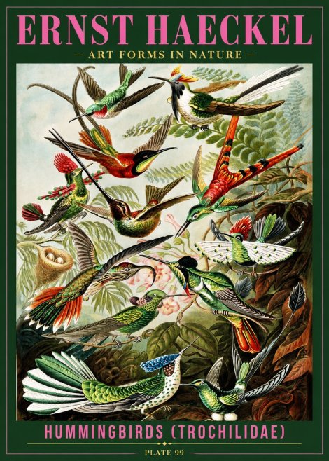Ernst Haeckel Trochilidae - Hummingbirds No4 - Affiche