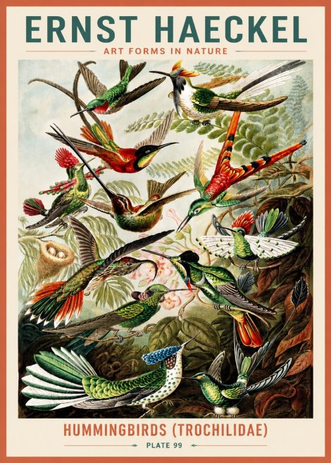 Ernst Haeckel Trochilidae - Hummingbirds No5 - Affiche