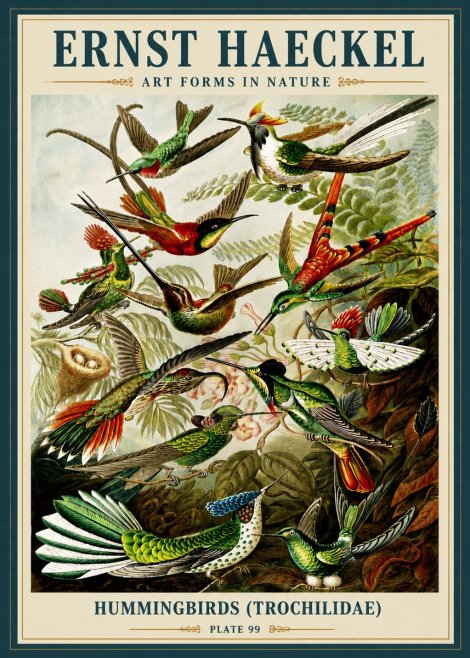 Ernst Haeckel Trochilidae - Hummingbirds No6 - Affiche