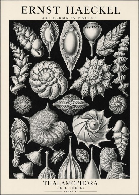 Ernst Haeckel Thalamophora No1 - Affiche