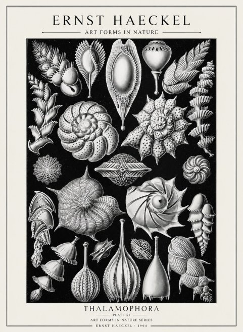 Ernst Haeckel Thalamophora No2 - Affiche