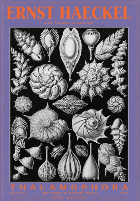 Ernst Haeckel Thalamophora No3 - Affiche