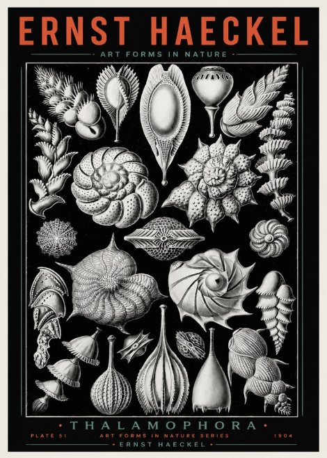 Ernst Haeckel Thalamophora No4 - Affiche