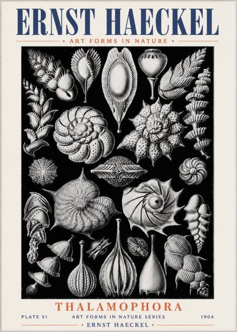Ernst Haeckel Thalamophora No6 - Affiche