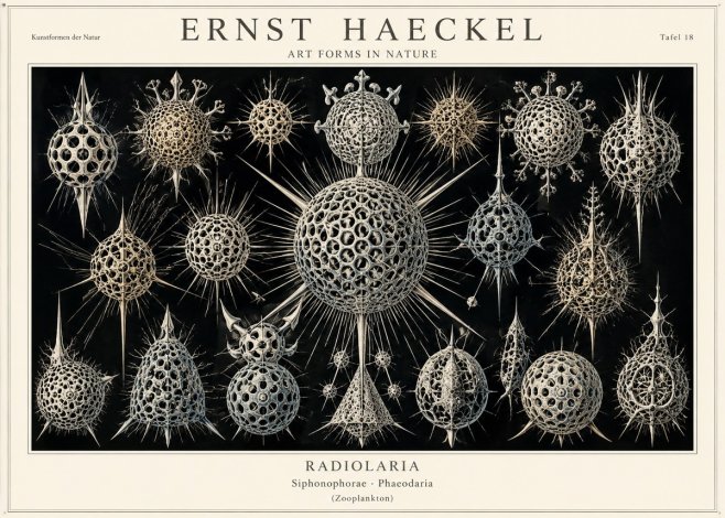 Ernst Haeckel Radiolaria No1 - Affiche