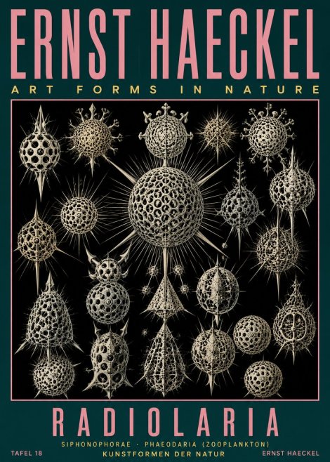Ernst Haeckel Radiolaria No5 - Affiche