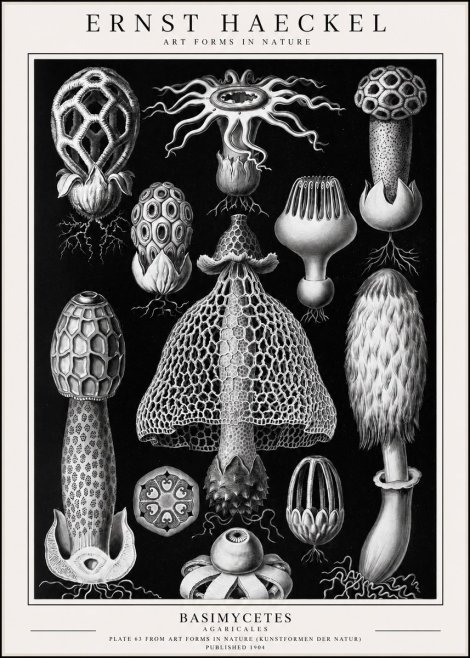 Ernst Haeckel Basimycetes Agaricales No1 - Affiche