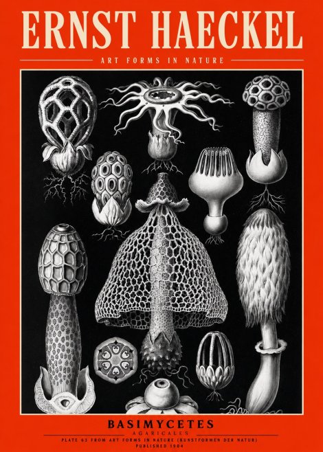 Ernst Haeckel Basimycetes Agaricales No2 - Affiche