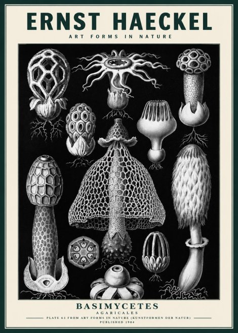 Ernst Haeckel Basimycetes Agaricales No3 - Affiche