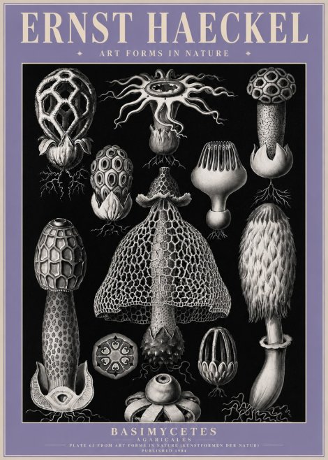 Ernst Haeckel Basimycetes Agaricales No4 - Affiche