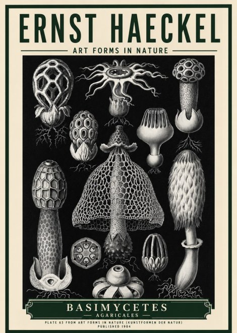 Ernst Haeckel Basimycetes Agaricales No5 - Affiche