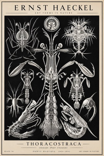 Ernst Haeckel Thoraocostraca - Crustaceans - Plate 76 No2 - Affiche