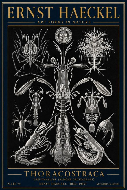 Ernst Haeckel Thoraocostraca - Crustaceans - Plate 76 No4 - Affiche