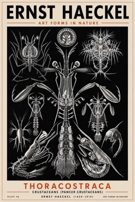Ernst Haeckel Thoraocostraca - Crustaceans - Plate 76 No5 - Affiche