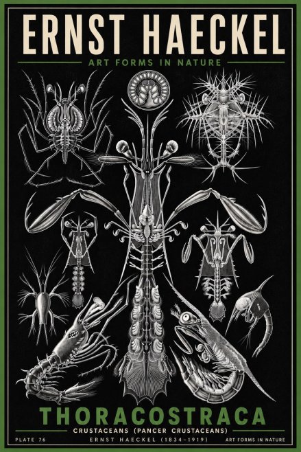Ernst Haeckel Thoraocostraca - Crustaceans - Plate 76 No6 - Affiche
