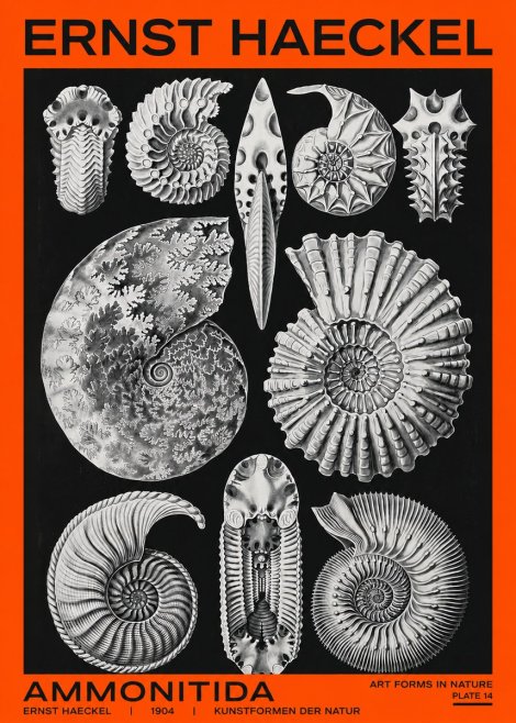 Ernst Haeckel Ammonitida - Ammonites No2 - Affiche