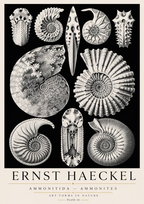 Ernst Haeckel Ammonitida - Ammonites No3 - Affiche