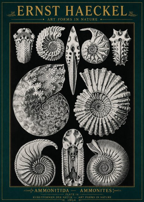 Ernst Haeckel Ammonitida - Ammonites No4 - Affiche