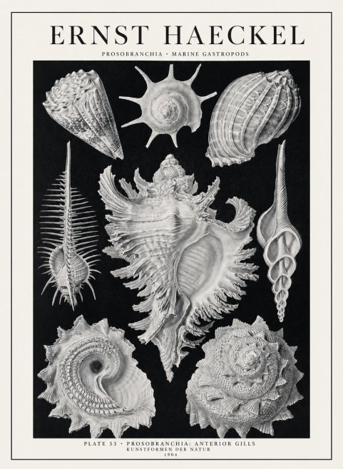 Ernst Haeckel Prosobranchia - Marine Gastropods No1 - Affiche