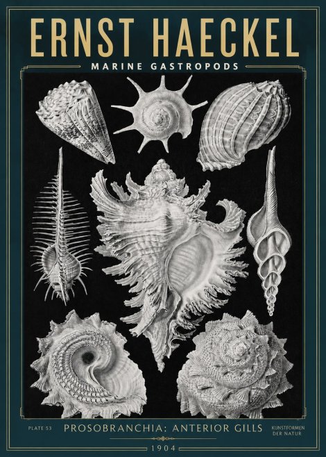 Ernst Haeckel Prosobranchia - Marine Gastropods No3 - Affiche