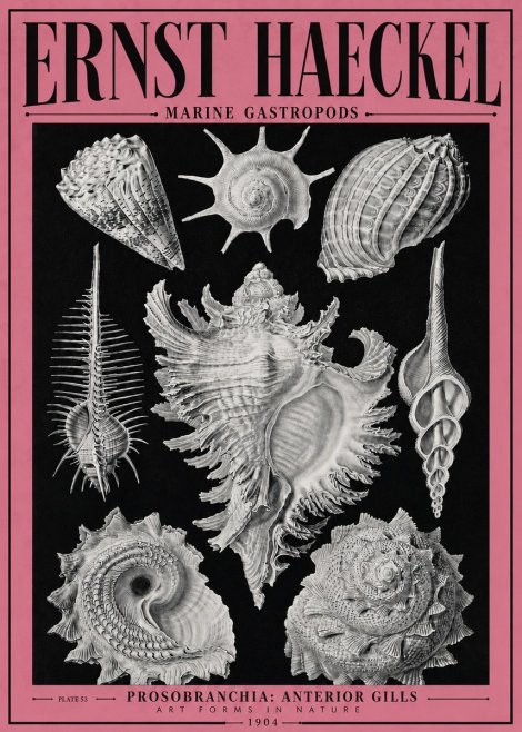 Ernst Haeckel Prosobranchia - Marine Gastropods No4 - Affiche