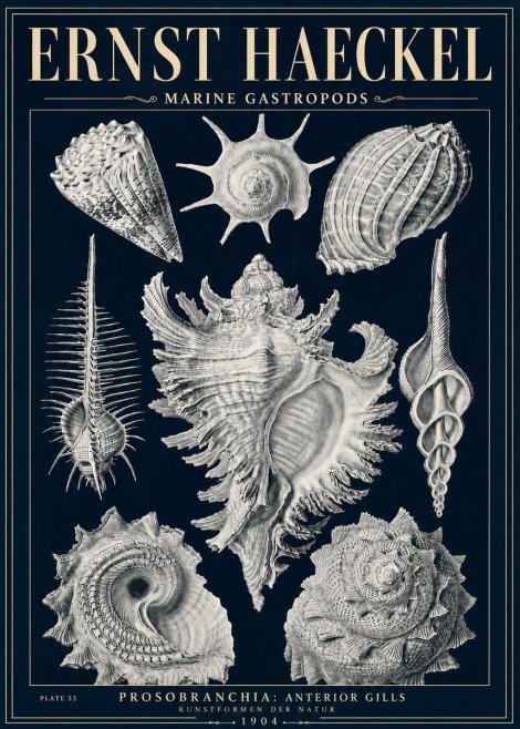 Ernst Haeckel Prosobranchia - Marine Gastropods No5 - Affiche
