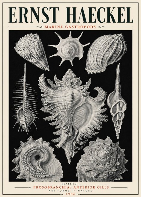 Ernst Haeckel Prosobranchia - Marine Gastropods No6 - Affiche