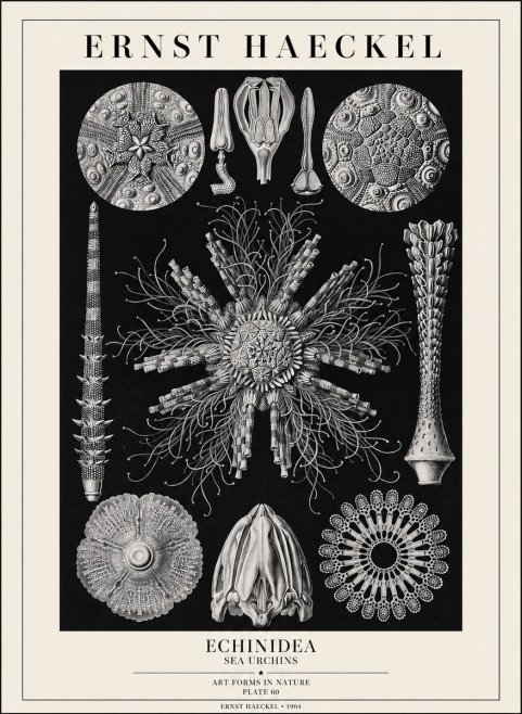 Ernst Haeckel Echinidea Sea Urchins No1 - Affiche
