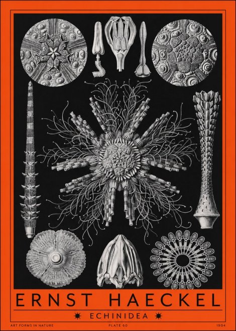 Ernst Haeckel Echinidea Sea Urchins No2 - Affiche