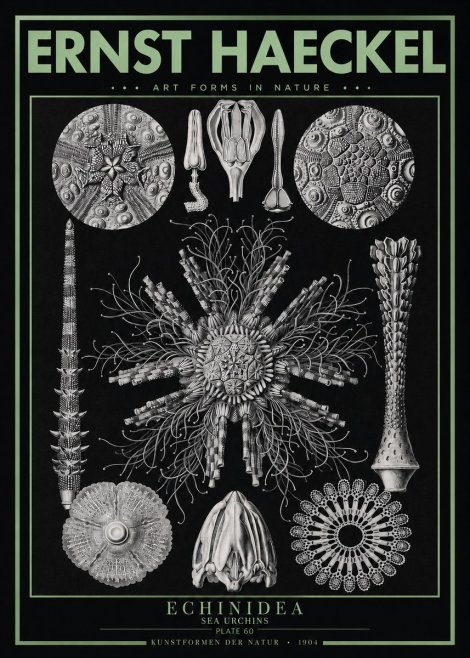 Ernst Haeckel Echinidea Sea Urchins No3 - Affiche