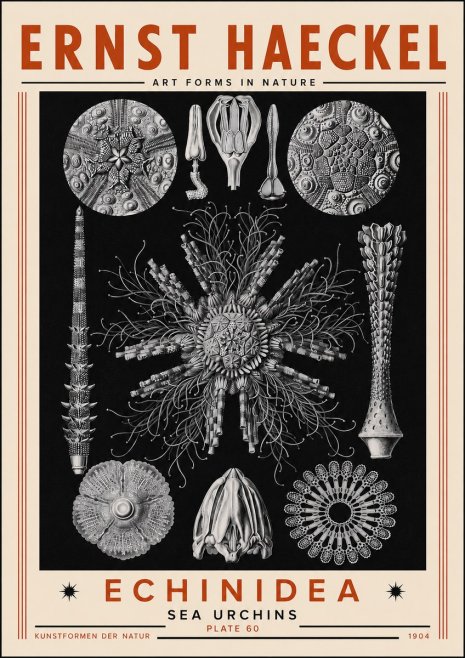 Ernst Haeckel Echinidea Sea Urchins No5 - Affiche