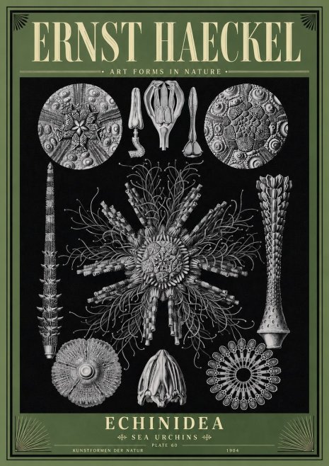 Ernst Haeckel Echinidea Sea Urchins No6 - Affiche