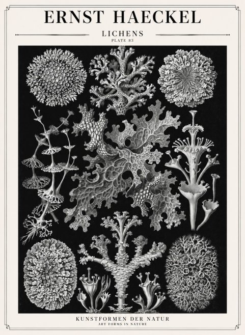 Ernst Haeckel Lichens - Plate 83 No1 - Affiche