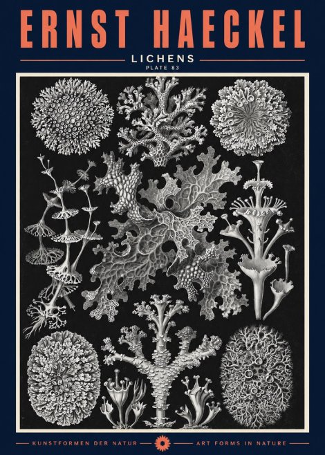 Ernst Haeckel Lichens - Plate 83 No2 - Affiche
