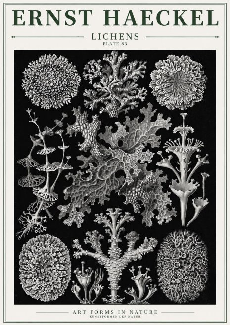 Ernst Haeckel Lichens - Plate 83 No3 - Affiche