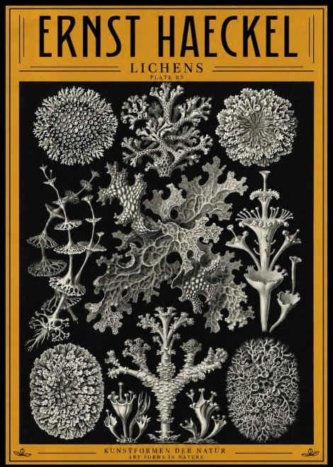 Ernst Haeckel Lichens - Plate 83 No4 - Affiche