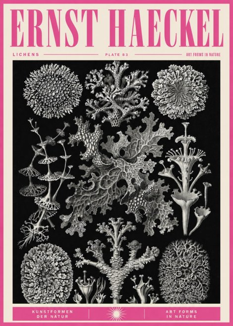 Ernst Haeckel Lichens - Plate 83 No5 - Affiche