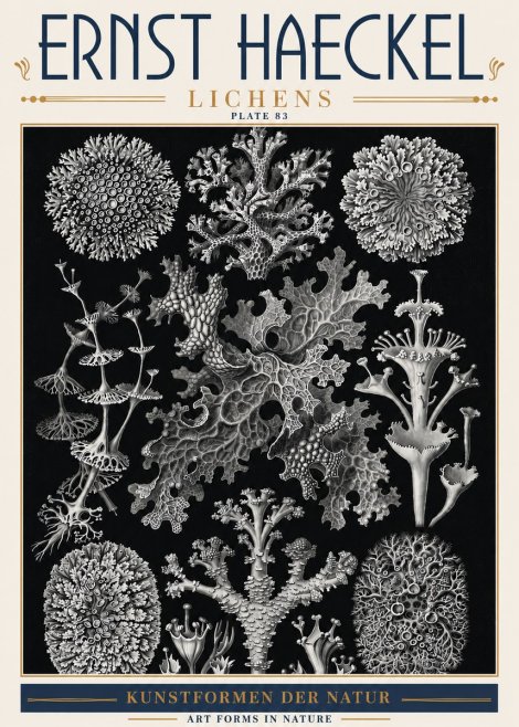 Ernst Haeckel Lichens - Plate 83 No6 - Affiche