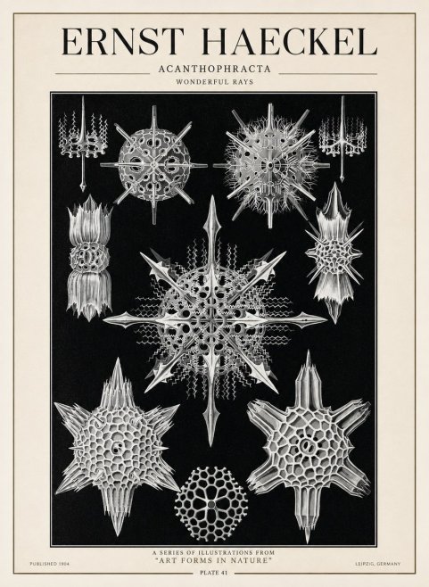 Ernst Haeckel Acanthophracta - Wonderful Rays No1 - Affiche