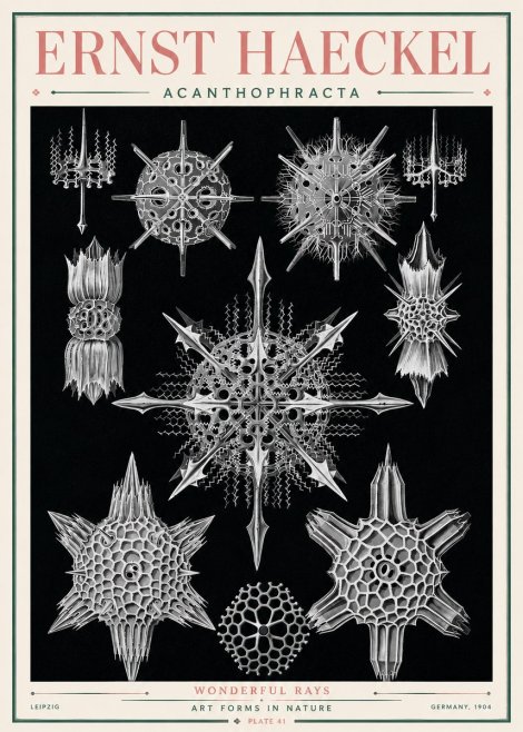 Ernst Haeckel Acanthophracta - Wonderful Rays No3 - Affiche