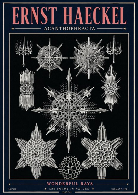 Ernst Haeckel Acanthophracta - Wonderful Rays No4 - Affiche
